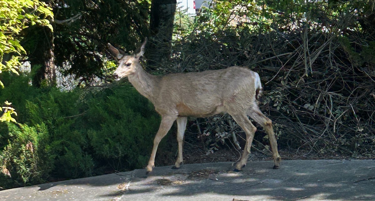 A mule deer walking down our driveway.