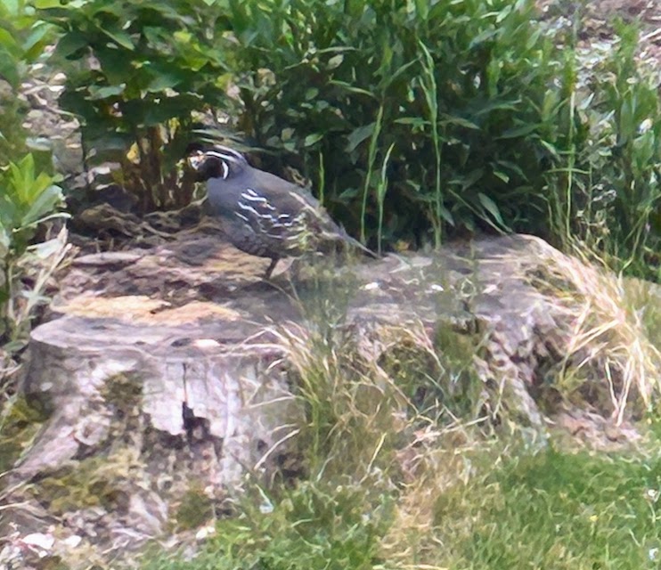 0217 - Quail in the yard One of the quail in our back yard.