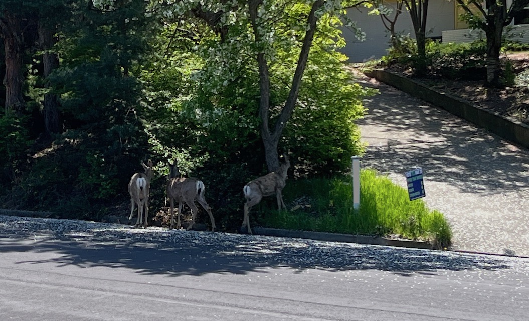 5290 - Mule Deer in the street Mule deer at the bottom of our driveway.