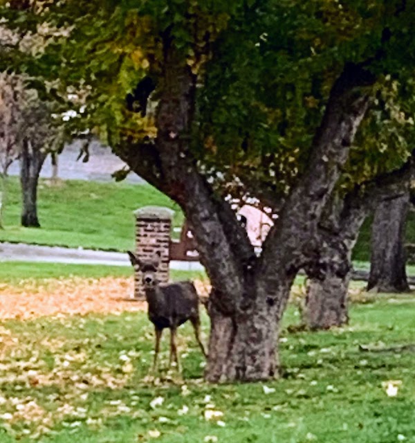 8560 - Mule deer in the park A mule deer in the Sunset Heights Park in Lewiston.