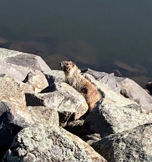 8726 - Marmot by the river A marmot sunning itself alongside the Snake River in Lewiston.