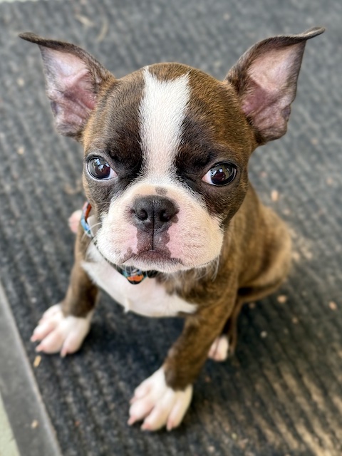 A close up photo of "The New Boss"