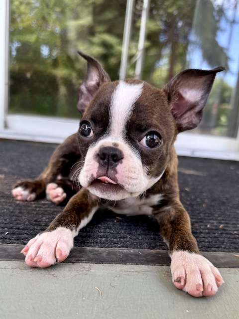 Lily relaxing on the back porch