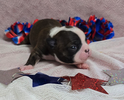 One of the first photos we saw of "Brindle Girl" on gooddog.com