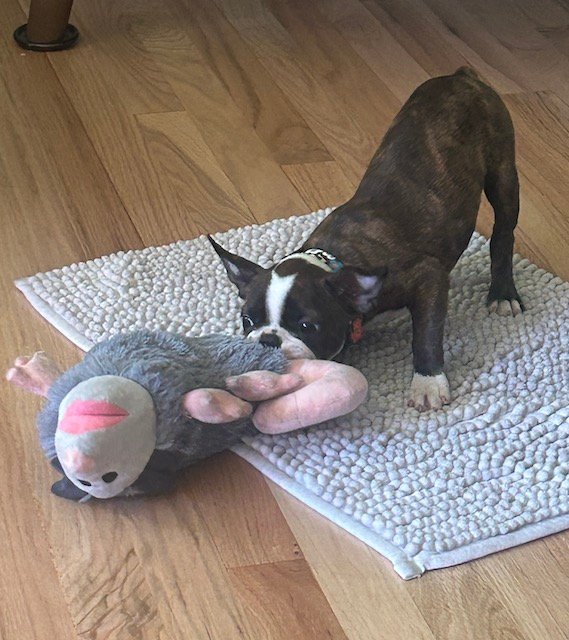 Lily and her favorite stuffed animal, Evil Mr. Possum.