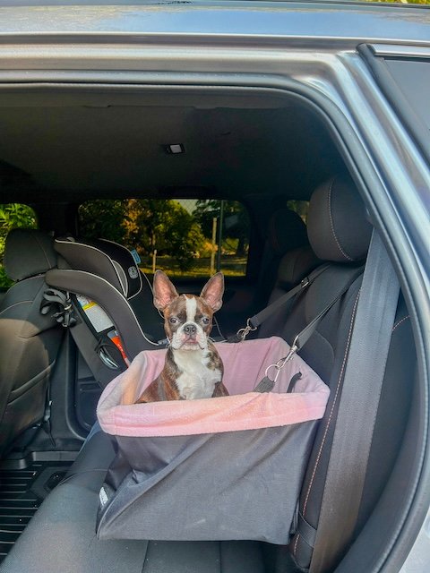 Lily in her car seat, ready to "go bye bye".