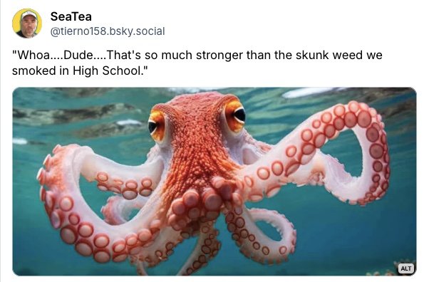 A screen shot of a post by user SeaTea on Bluesky.  It shows a large orange octopus swimming toward you.  The caption reads "Whoa...Dude...That's so much stronger than the skunkweed we used to smoke in high school". 